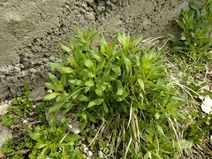 Asperugo procumbens