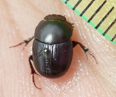 Euonthophagus carbonarius