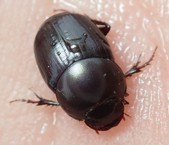 Euonthophagus carbonarius