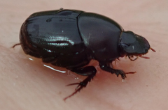 Euonthophagus carbonarius