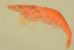 Caridina togoensis