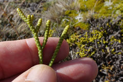 Veronica poppelwellii