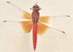 Brachythemis lacustris