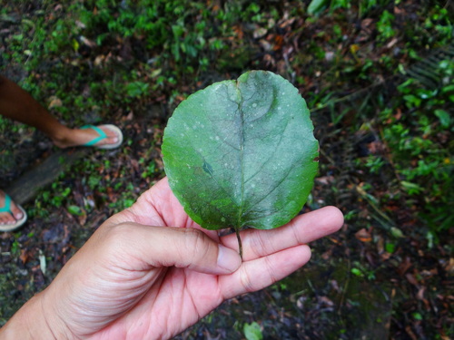 Celastrus kusanoi (Celastrus kusanoi)