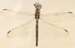Trithemis anomala