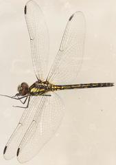 Trithemis anomala