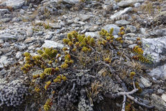 Veronica buchananii