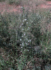Hibiscus micranthus
