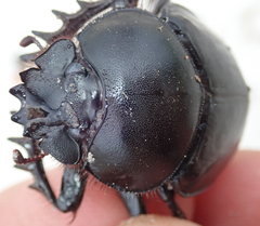 Scarabaeus goryi
