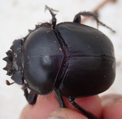 Scarabaeus goryi