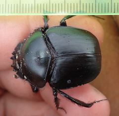 Scarabaeus goryi