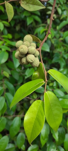 Uvaria lucida