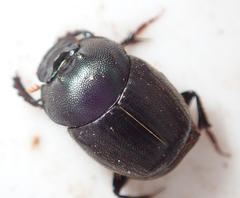 Onthophagus deterrens