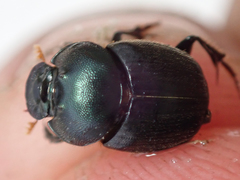Onthophagus deterrens