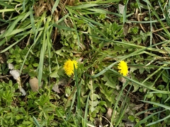 Taraxacum officinale