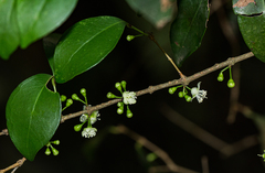 Erythroxylum emarginatum