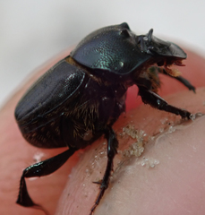 Onthophagus deterrens