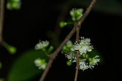 Erythroxylum emarginatum