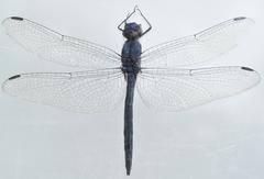 Trithemis hecate