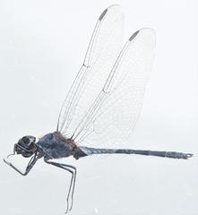 Trithemis hecate