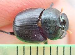 Onthophagus deterrens
