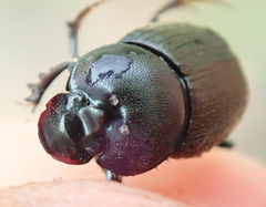 Onthophagus deterrens