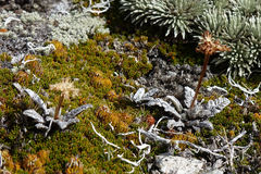 Anisotome lanuginosa