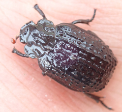Omorgus melancholicus