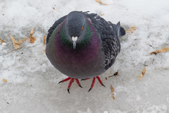 Columba livia domestica