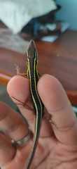 Takydromus sexlineatus