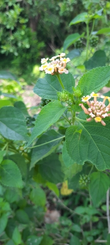 common lantana