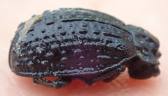 Omorgus melancholicus