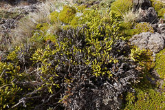 Veronica poppelwellii