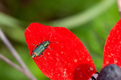 Haplomalachius flabellatus