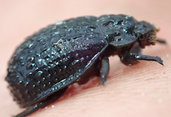 Omorgus melancholicus
