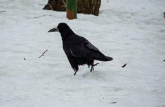 Corvus frugilegus
