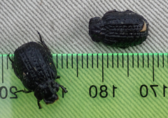 Omorgus melancholicus