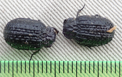 Omorgus melancholicus