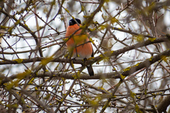 Pyrrhula pyrrhula