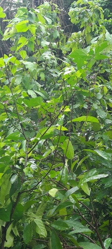 Cola octoloboides