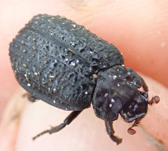 Omorgus melancholicus