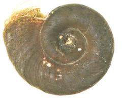 Biomphalaria pfeifferi