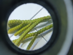 Veronica poppelwellii