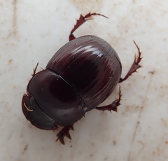 Metacatharsius marani