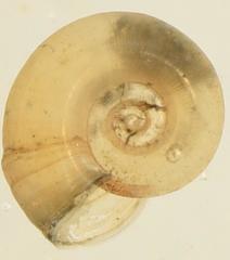 Biomphalaria pfeifferi