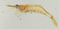 Caridina togoensis