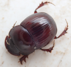 Metacatharsius marani