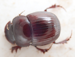 Metacatharsius marani