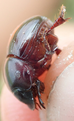 Metacatharsius marani