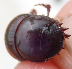 Metacatharsius marani